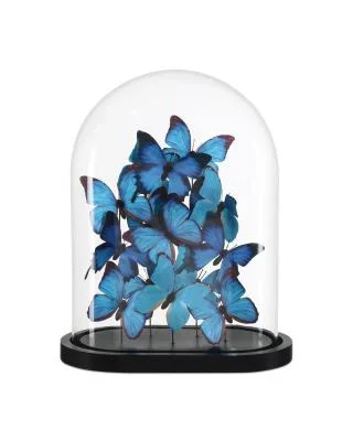 Butterflies3494878