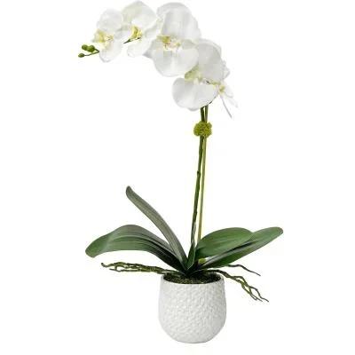 Orchid8319012