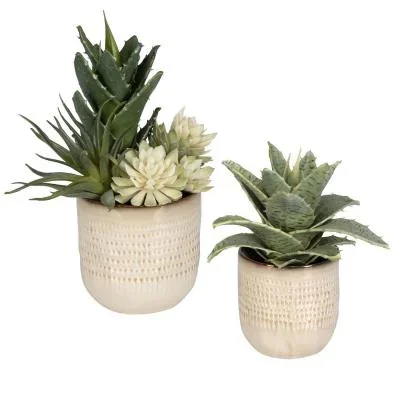 Succulents, Set/22546386